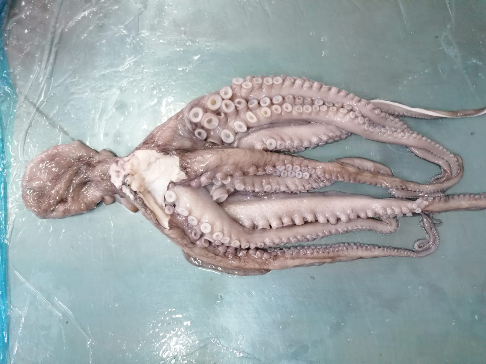 Pulpo
